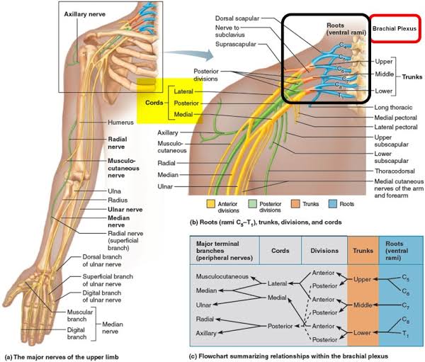 Brachial plexus nerve and its branches