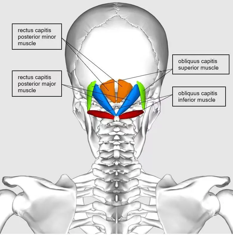 The Suboccipital Muscles: The Hidden Link to Rhinitis, Headaches, and Jaw Pain