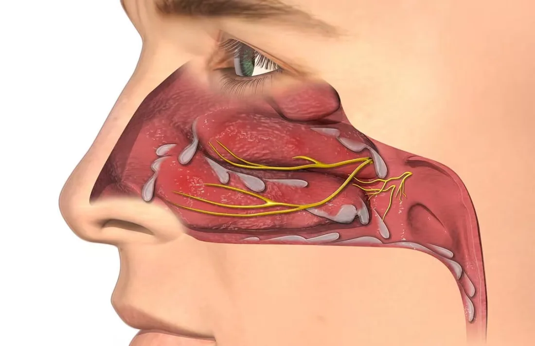 Nasal anatomy and nerve supply