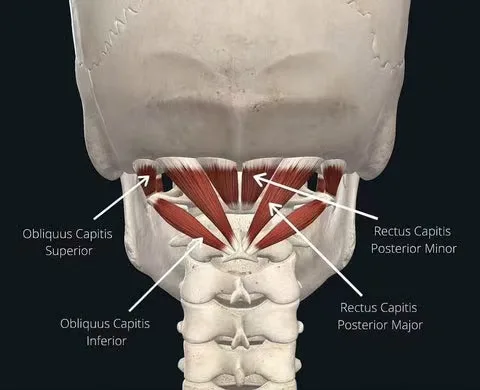 Suboccipital muscles at the base of the skull, posterior view